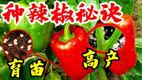 小辣椒種植|3种方法来种植辣椒